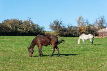 Horses on a pasture during autumn