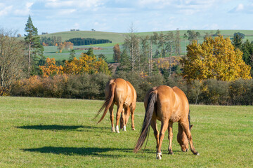 Obraz premium Horses on a pasture during autumn