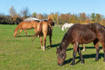 Fototapeta premium Horses on a pasture during autumn