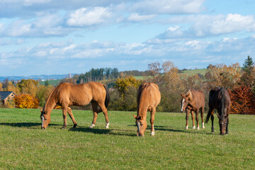 Horses on a pasture during autumn