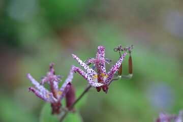 格調高い風情ある花