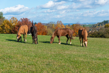 Horses on a pasture during autumn