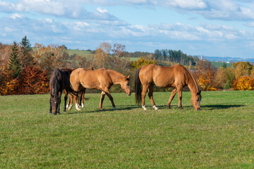 Horses on a pasture during autumn