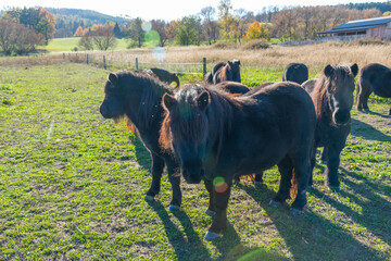 Pony horses grazing on a pasture