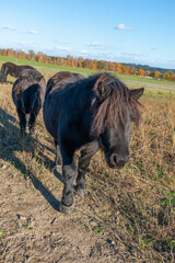 Pony horses grazing on a pasture