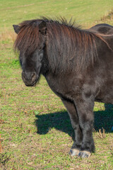 Detail of Shetland pony on pasture