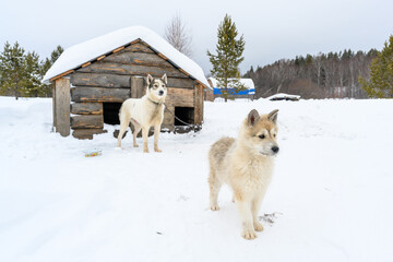 Puppy outdoor on the snow in winter