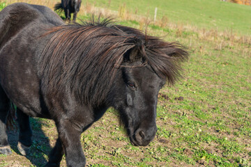Detail of Shetland pony on pasture