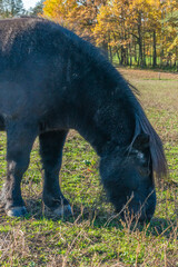 Detail of Shetland pony on pasture