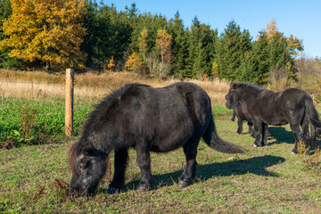 Detail of Shetland pony on pasture