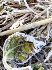 leaves and stems of plants under frost