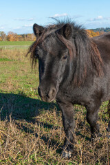 Detail of Shetland pony on pasture