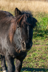 Detail of Shetland pony on pasture