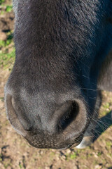 Detail of Shetland pony on pasture