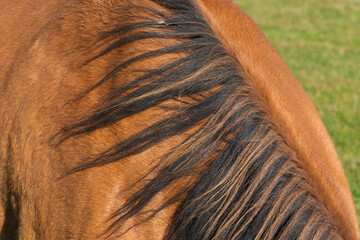 detail of a mane of brown horse grazing on pasture