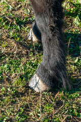 detail of a hoof of Shetland pony