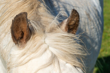 detail of a ears of white horse grazing on pasture