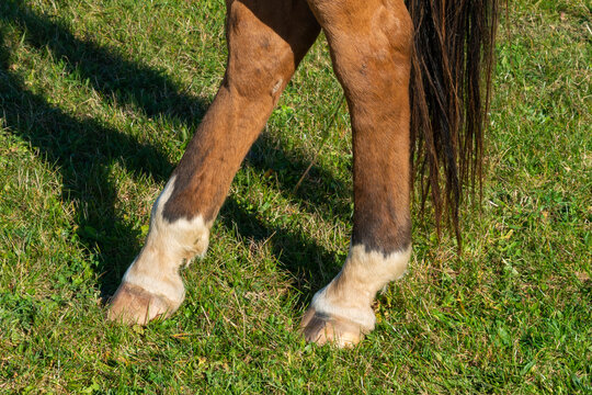 detail of a hoof of brown horse grazing on pasture