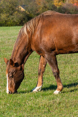 Obraz premium Detail of a brown horse grazing on pasture