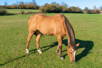 Detail of a brown horse grazing on pasture
