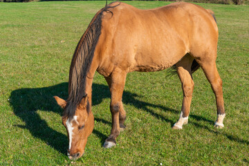 Detail of a brown horse grazing on pasture