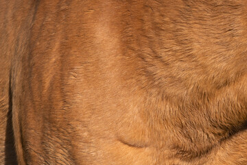 Close-up of fur of brown horse