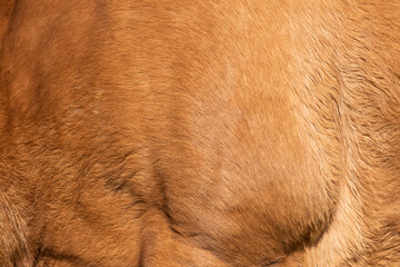 Close-up of fur of brown horse