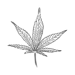 Marijuana plant line art drawing clipart. Cannabis botanical illustration packaging design