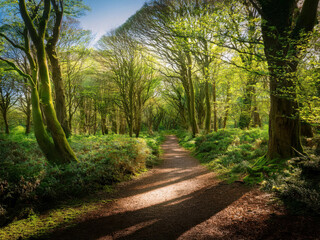 Fototapeta premium path in the forest
