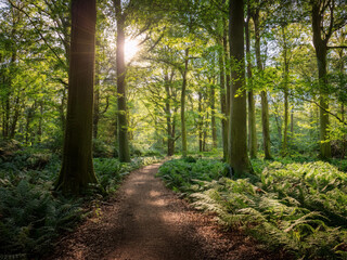 Fototapeta premium path in the forest