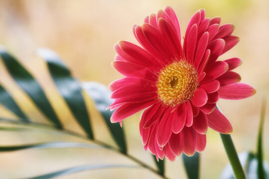Spring, gebera or flowers in garden environment, botanical nature or park for natural blooming plants. Red, blossom or countryside botany in ecosystem landscape or outdoor meadow for floral growth