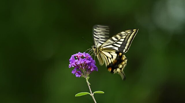 Japanese swallowtail butterfly (Papilio xuthus) nectaring on a Buddleja davidii