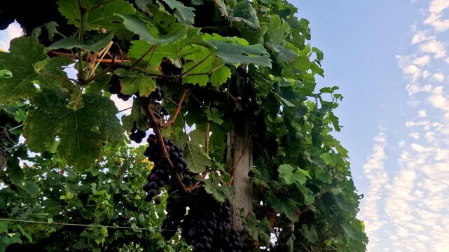 Grape Vines in Blaye Vineyard