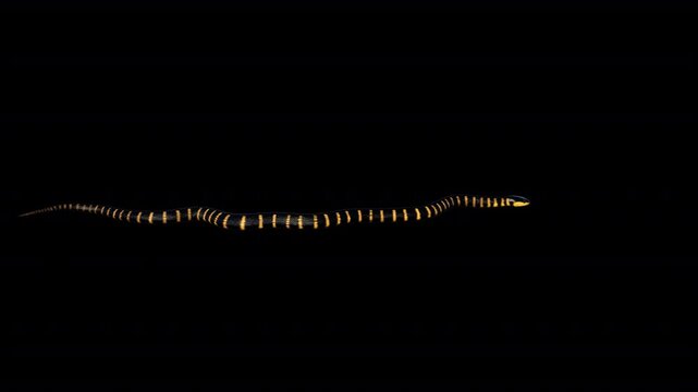 mangrove snake animated