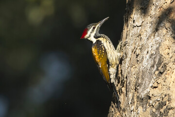 Greater Goldenback or Greater Flameback woodpecker (Chrysocolaptes guttacristatus), male on a tree trunk, Uttarakhand, India.