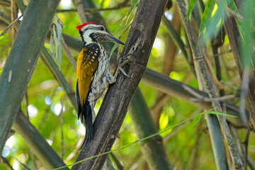 Greater Goldenback or Greater Flameback woodpecker (Chrysocolaptes guttacristatus), male on bamboo, Uttarakhand, India.