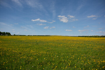 Beautiful landscape. Field with yellow dandelions and a very beautiful blue sky with white clouds