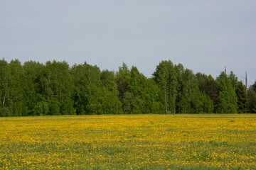 Beautiful landscape. Forest and field with dandelions in the foreground