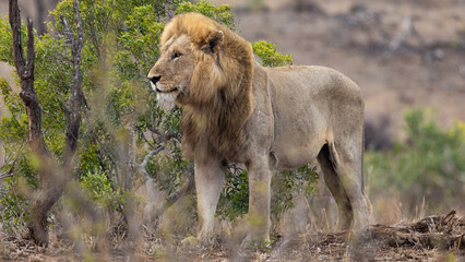 Fototapeta premium a mature male lion portrait 