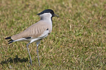 River Lapwing (Vanellus duvaucelii) close-up on a lawn running down to the River Kosi, Uttarakhand, India.