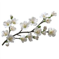 Fototapeta premium Beautiful white orchid branch with delicate flowers and green buds, perfect for floral arrangements and decoration. This elegant design adds touch of nature to any space