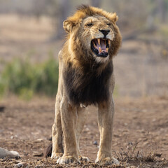 a male lion showing a flehmen grimace