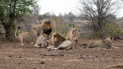 a lion pride fighting between a lion and a lioness