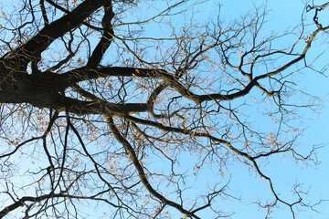 branches of a tree against sky