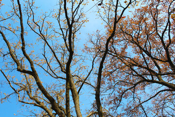 autumn trees and branches with golden leaves on the background of the blue sky