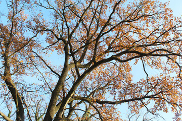 autumn trees and branches with golden leaves on the background of the blue sky