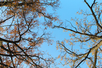 autumn trees and branches with golden leaves on the background of the blue sky