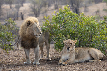 a pair of mating lions together