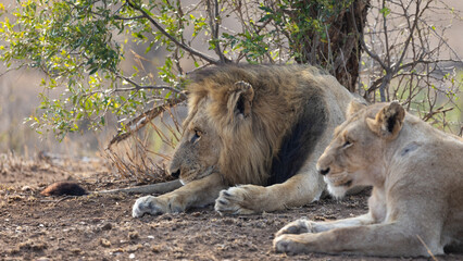 a pair of mating lions together