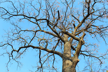oak tree isolated and blue sky